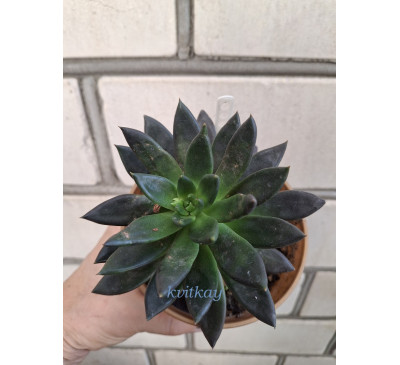 Ехеверія пурпурова (Echeveria Purpurosum)